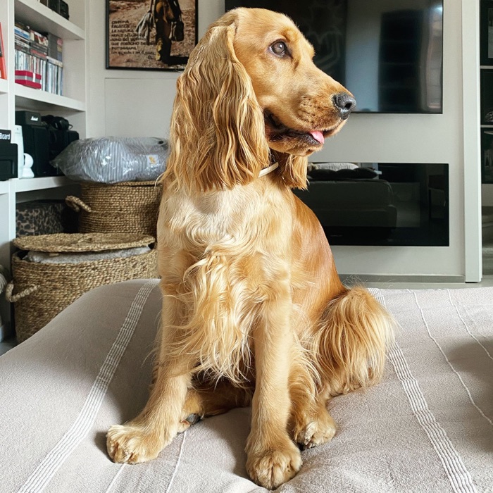 Miss Brandy seduta in salotto