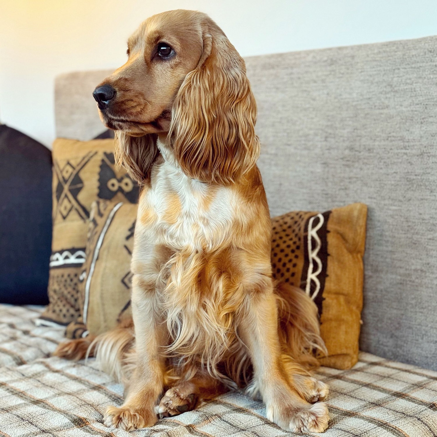 Miss Brandy, cocker spaniel inglese fulvo, seduta sul divano